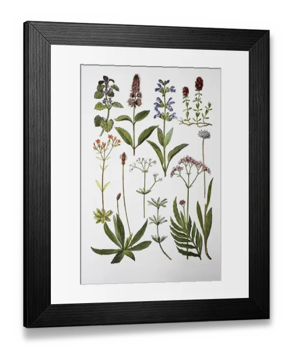 Framed Print : Medicinal plants, tansy, peppermint