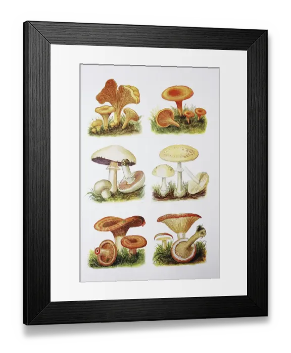 Framed Print : Leaf Mushroom, True Chanterelle