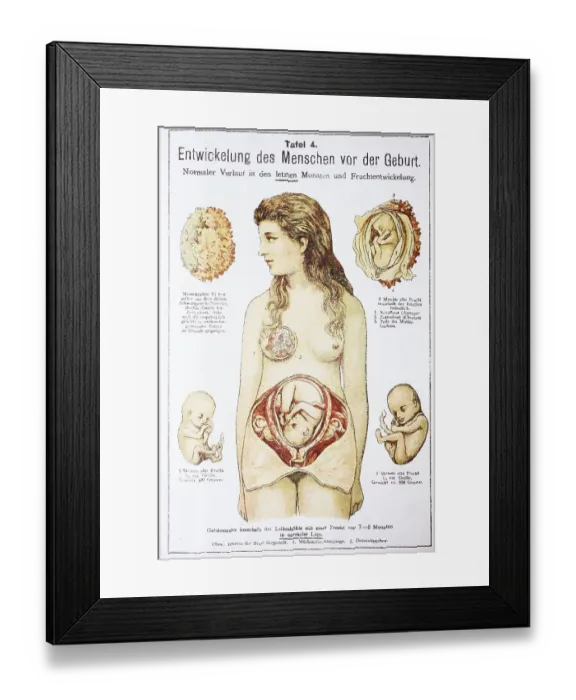 Framed Print : Human pre-birth development in woman