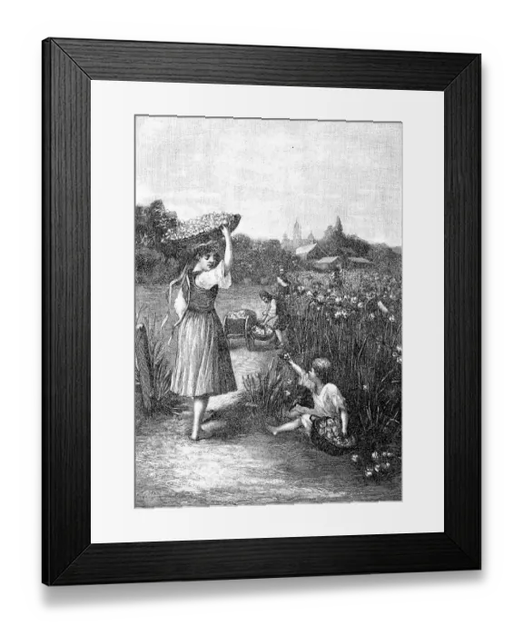 Framed Print : The Harvesting of Roses in Bulgaria Framed Print : The Harvesting of Roses in Bulgaria
