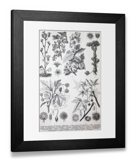 Framed Print : Verschiedene Saxifragaceae (Saxifraga granulata)