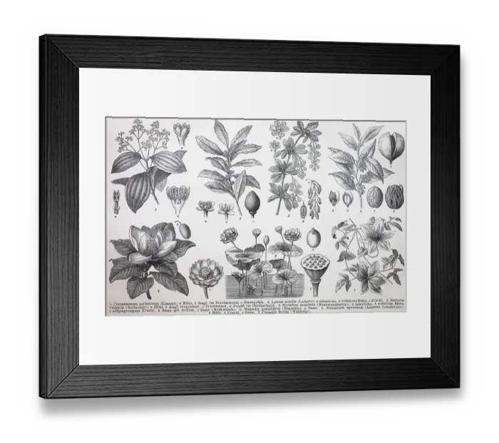 Framed Print : Verschiedene Pflanzen, Cinnamomum ceylanicum (Laurus nobilis) (Berberis vulgaris)