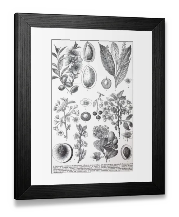 Framed Print : Verschiedene Rosiden, Amygadalus communis (Prunus laurocerasus) (Prunus cerasus)