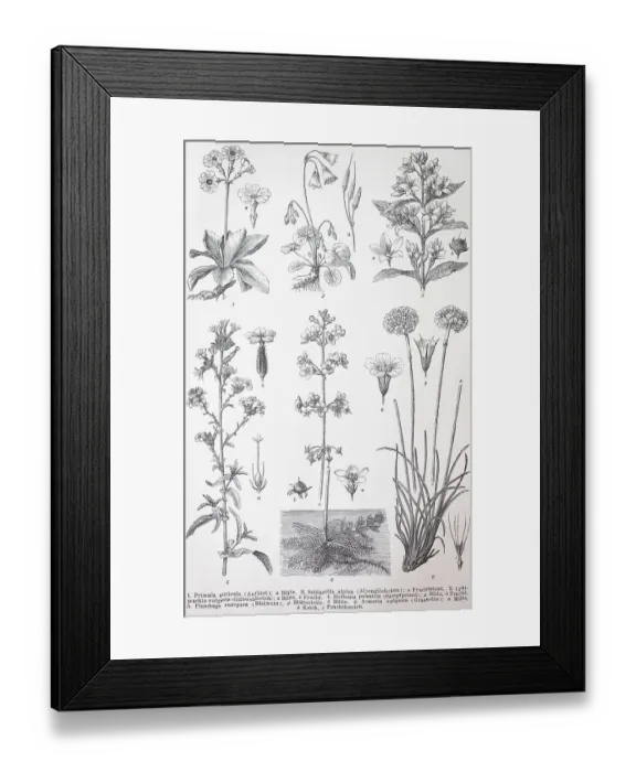 Framed Print : Verschiedene (Primula auricula) Primulina (Soldanella alpina) Framed Print : Verschiedene (Primula auricula) Primulina (Soldanella alpina)