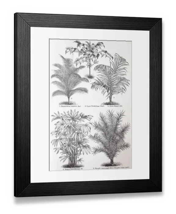 Framed Print : Various palms, Chamaedorea concolor