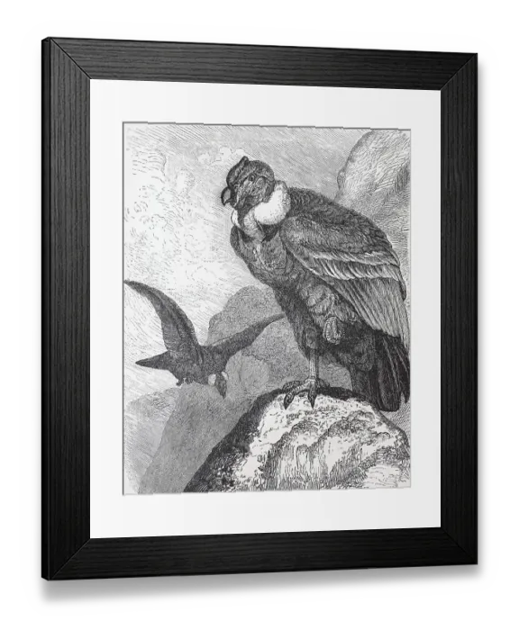 Framed Print : Andean condor (Vultur Gryphus)