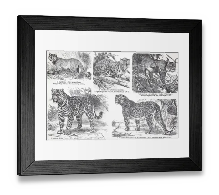 Framed Print : Verschiedene Katzennische Wildkatze (Felis lybica)