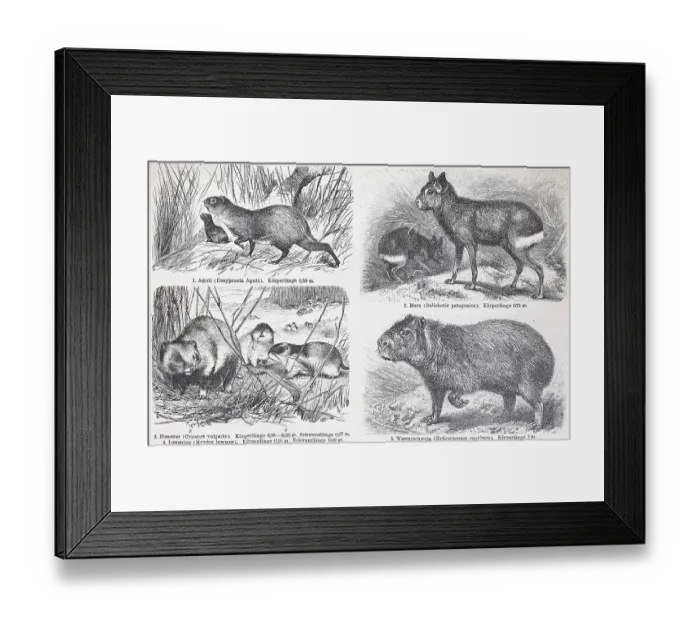 Framed Print : Verschiedene Nagetiere, Aguti, Patagonian Mara (Dolichotis Patagonum)