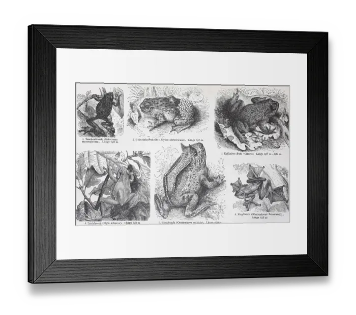 Framed Print : Various frogs and toads, Historic