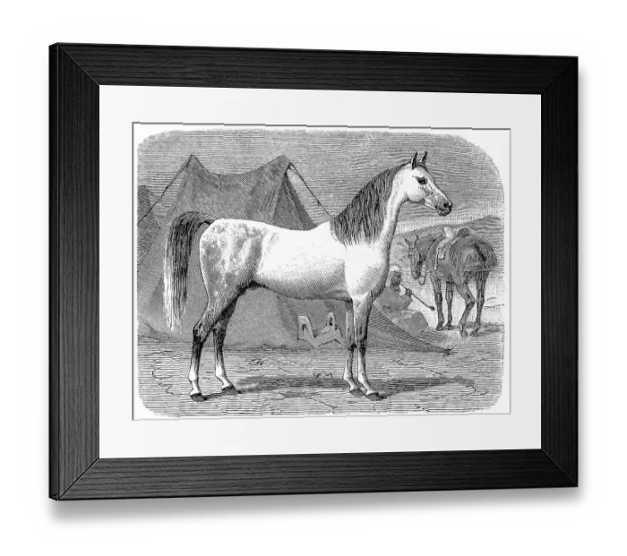 Framed Print : Horse breed, Arabian horse, Arabian Framed Print : Horse breed, Arabian horse, Arabian