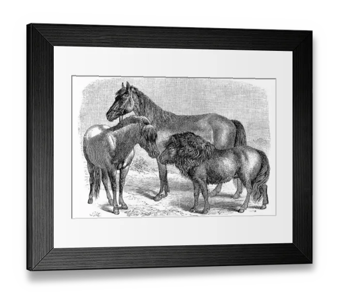 Framed Print : Horse breed, Swedish pony, Shetland pony