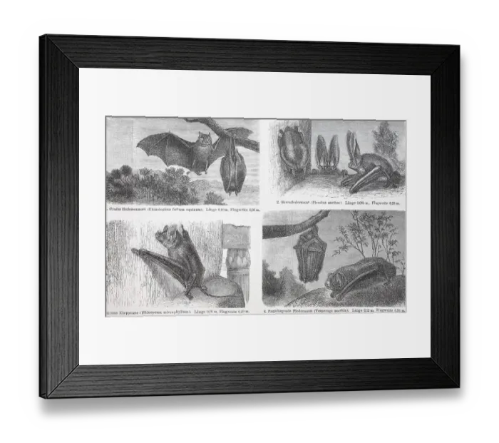 Framed Print : Verschiedene Fledermaeuse, grosse Hufeisennase (Rhinolophus ferrumequinum)