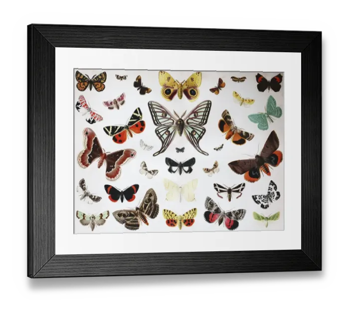 Framed Print : Various Butterflies, Historical