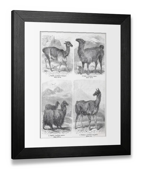 Framed Print : Verschiedene Kamele, Vicuna, Lama (Lama Glama)