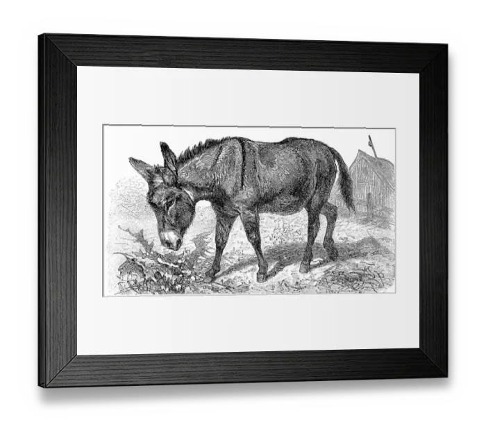 Framed Print : The African wild ass (Equus africanus) or African wild ass is a wild member of the horse family Equidae