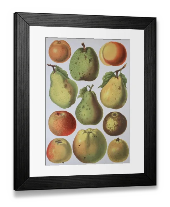 Framed Print : Fruit growing, various apples and pears Framed Print : Fruit growing, various apples and pears