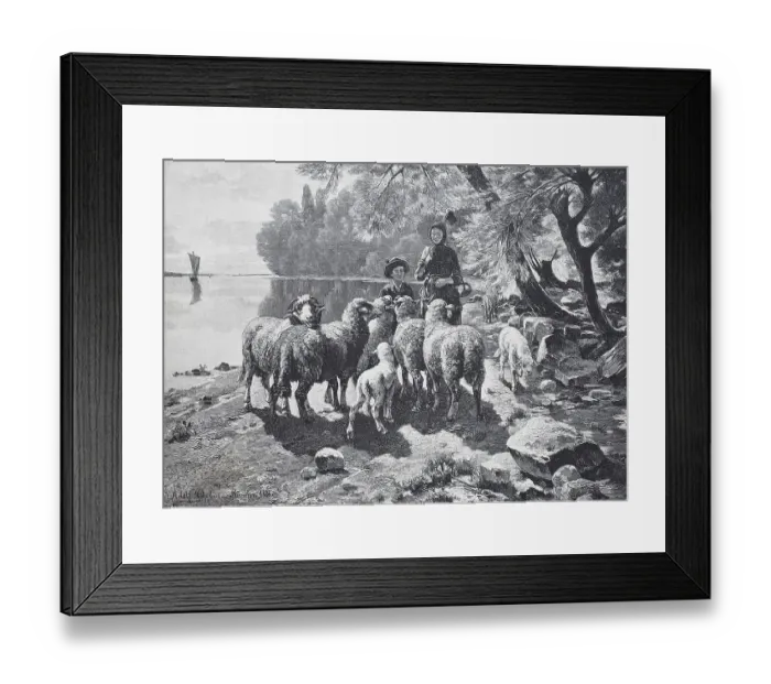 Framed Print : Sheep on Lake Constance, Germany