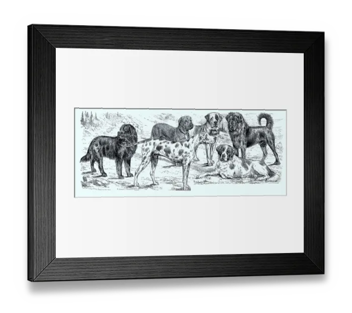 Framed Print : Various breeds of dogs, Historical
