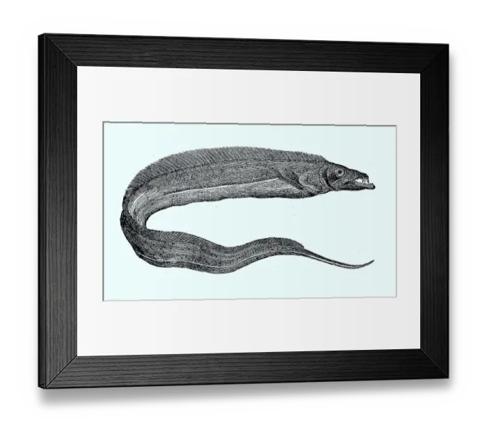 Framed Print : Silver scabbardfish (Lepidopus caudatus) or scabbardfish Framed Print : Silver scabbardfish (Lepidopus caudatus) or scabbardfish