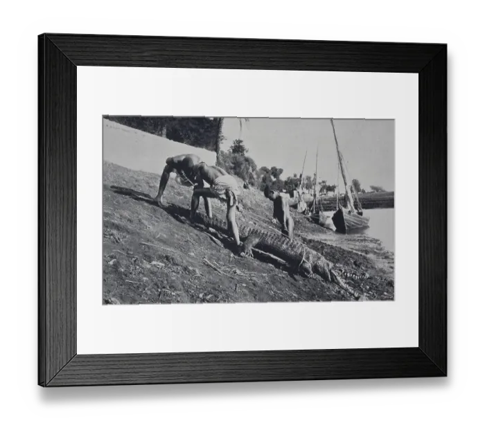 Framed Print : Crocodile Hunt on the Nile, 187
