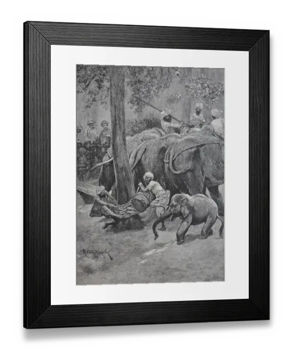 Framed Print : A working elephant is tied to a palm tree Framed Print : A working elephant is tied to a palm tree