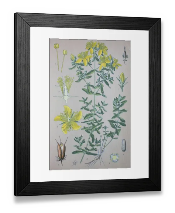 Framed Print : Real St. John's wort, Real St Framed Print : Real St. John's wort, Real St
