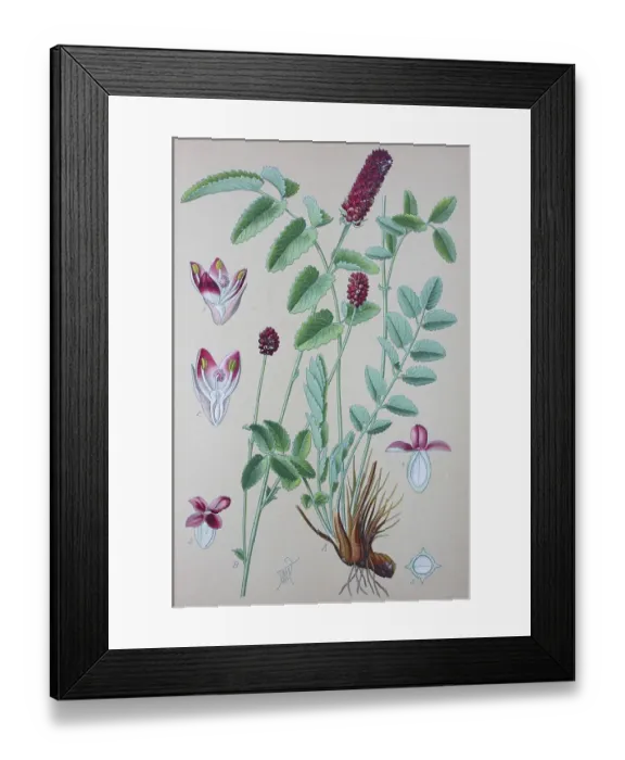 Framed Print : Great meadow-herb, great meadow-herb