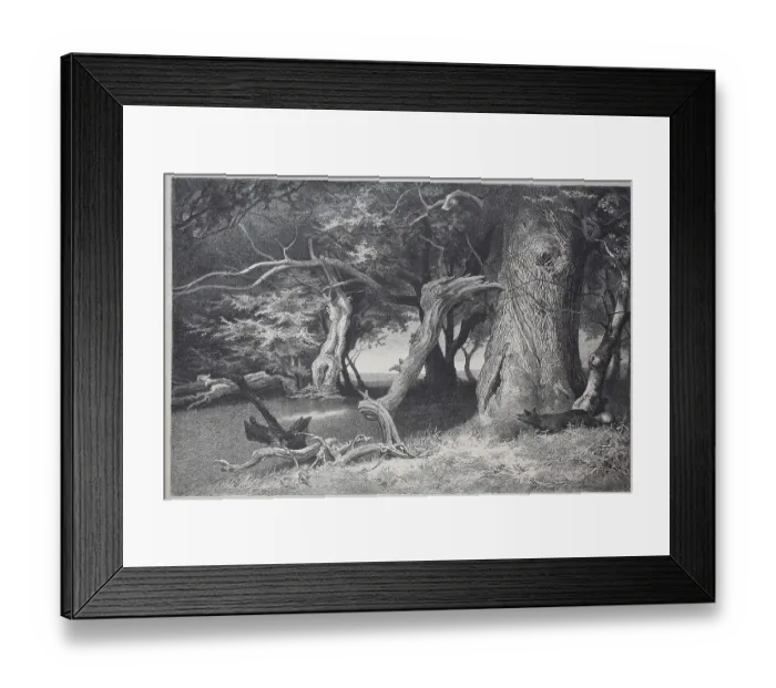 Framed Print : Old trees in the Hasbruch, a 627-hectare oak and beech forest in the Oldenburg district of Lower Saxony
