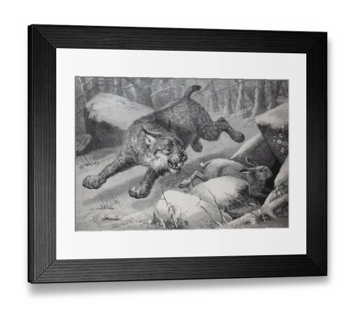 Framed Print : Lynx following a snow hare that takes refuge in a small cave Framed Print : Lynx following a snow hare that takes refuge in a small cave