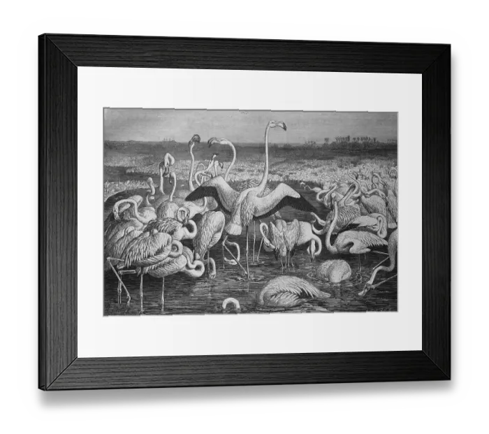 Framed Print : Flamingo, greater flamingo (Phoenicopterus roseus)