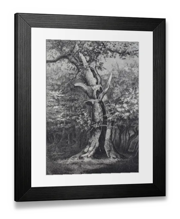 Framed Print : Holm oak in the Hasbruck, a 627-hectare oak and beech forest in the Oldenburg district of Lower Saxony