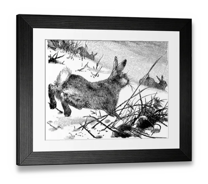 Framed Print : Mountain hare (Lepus timidus), Hare