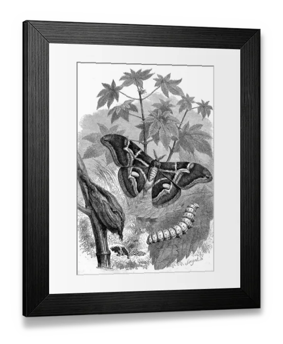 Framed Print : Butterfly goddess tree moth, was introduced for silkworm breeding in large parts of the world