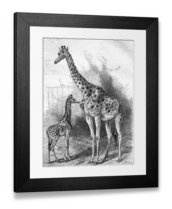 Framed Print : Kordofan giraffe (Giraffa camelopardalis antiquorum) Framed Print : Kordofan giraffe (Giraffa camelopardalis antiquorum)