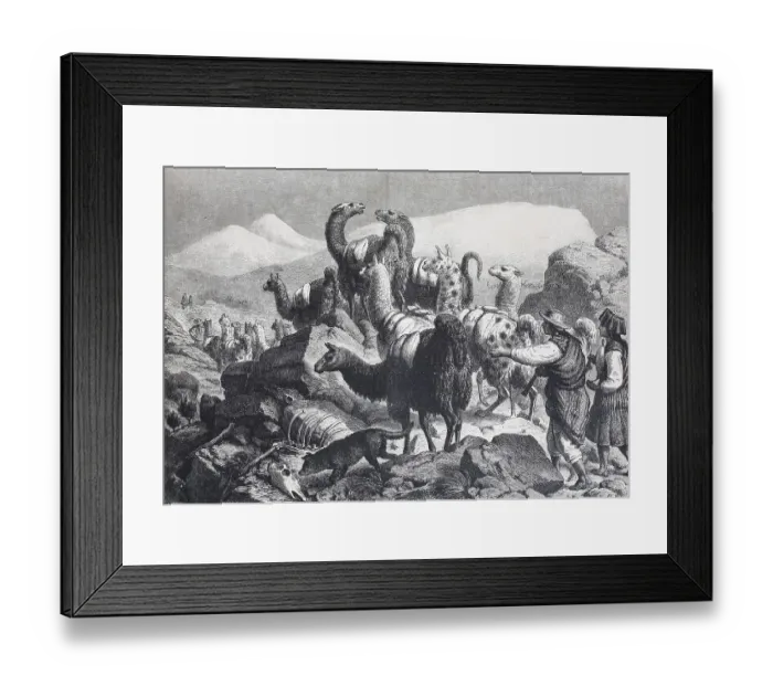 Framed Print : Transport of copper ore by llamas in the Cordilleras Framed Print : Transport of copper ore by llamas in the Cordilleras