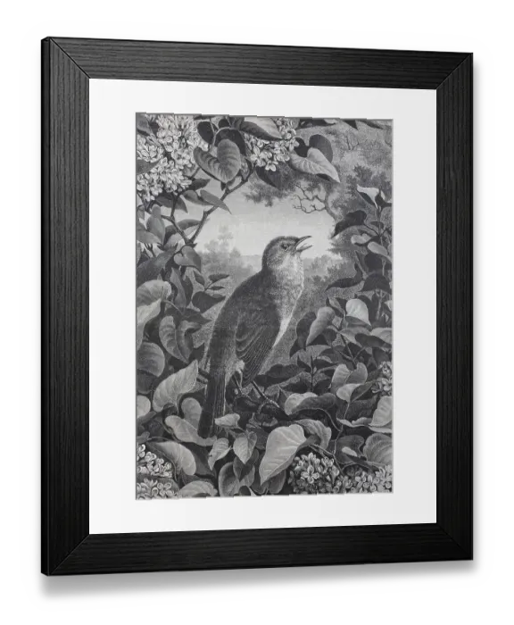 Framed Print : Nightingale (Luscinia megarhynchos)