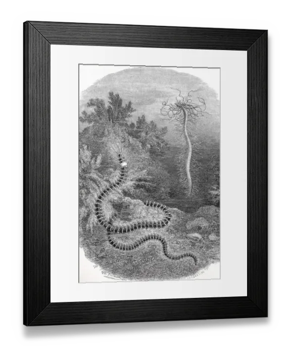 Framed Print : Thread tuft worm or Nordic vine worm