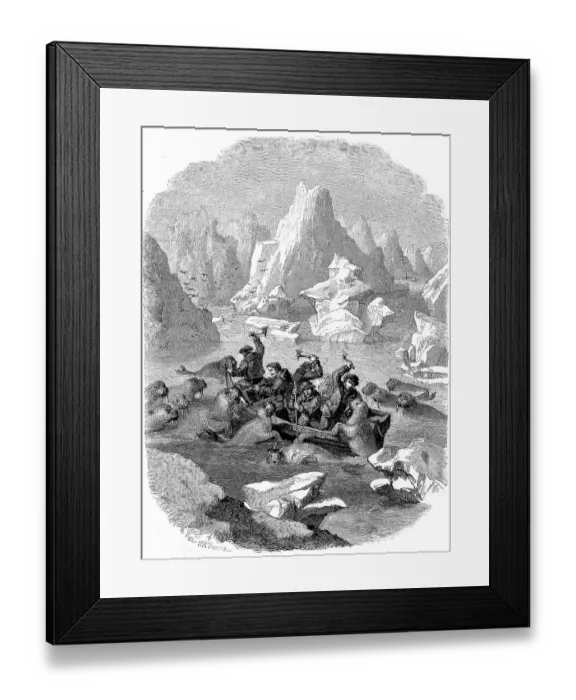 Framed Print : Boat being attacked by walruses