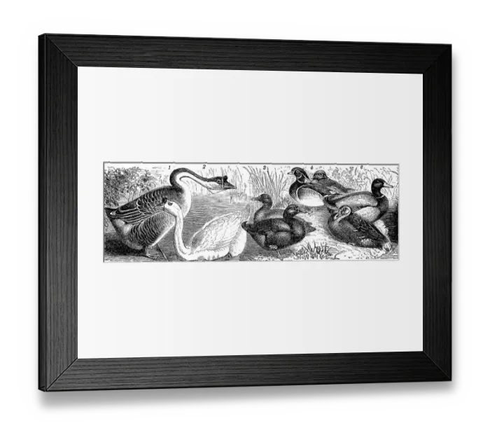 Framed Print : Poultry, Mute goose, Cayuga duck Framed Print : Poultry, Mute goose, Cayuga duck