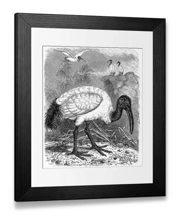 Framed Print : Sacred Ibis, black-headed ibis (Threskiornis melanocephalus)