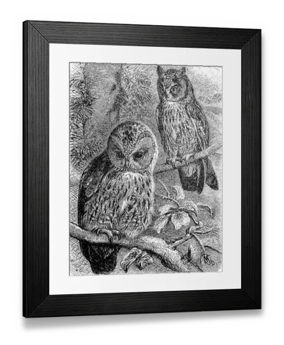 Framed Print : Tawny owl (Strix aluco) and Long-eared Owl (Asio otus) Framed Print : Tawny owl (Strix aluco) and Long-eared Owl (Asio otus)