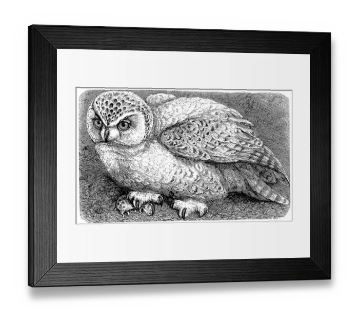 Framed Print : snowy owl (Bubo scandiacus) Historical Framed Print : snowy owl (Bubo scandiacus) Historical