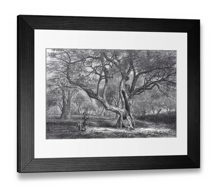 Framed Print : Olive harvest in Menton