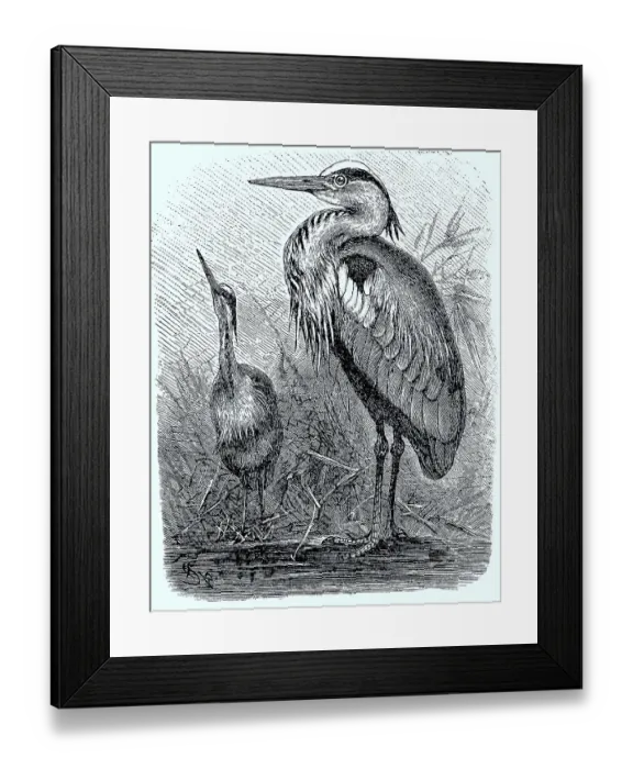 Framed Print : Grey Heron (Ardea cinerea), grey heron