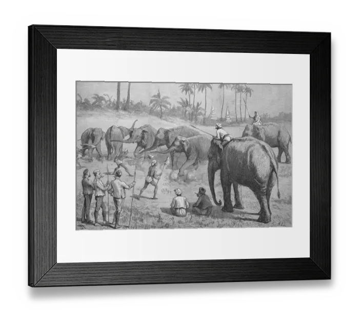 Framed Print : Training, Dressage of Elephants in British Burma