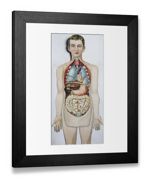 Framed Print : Historical depiction of the human body Framed Print : Historical depiction of the human body