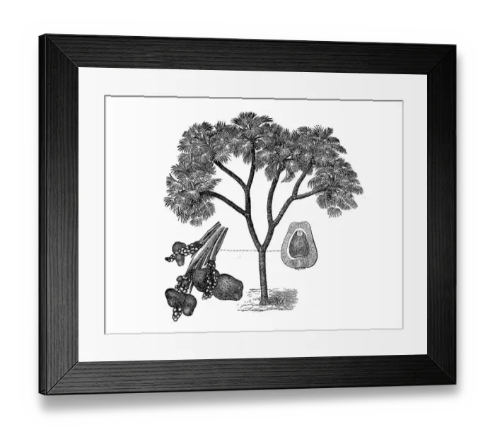 Framed Print : Hyphaene thebaica, hyphaene, doum palm Framed Print : Hyphaene thebaica, hyphaene, doum palm