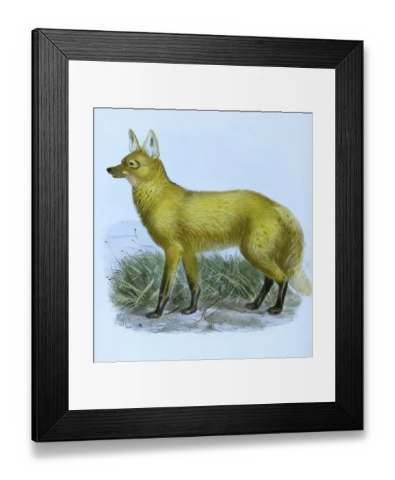 Framed Print : Maehnenwolf, maned wolf (Chrysocyon brachyurus)