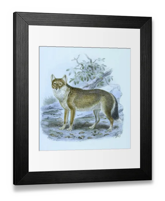 Framed Print : Polarwolf, Weisswolf oder Arktischer Wolf Framed Print : Polarwolf, Weisswolf oder Arktischer Wolf