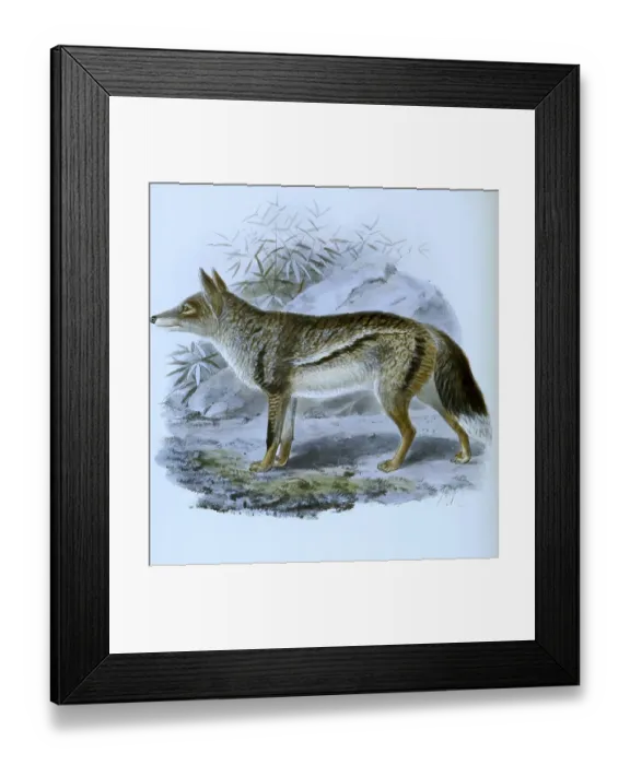 Framed Print : Striped jackal (Canis adustus)